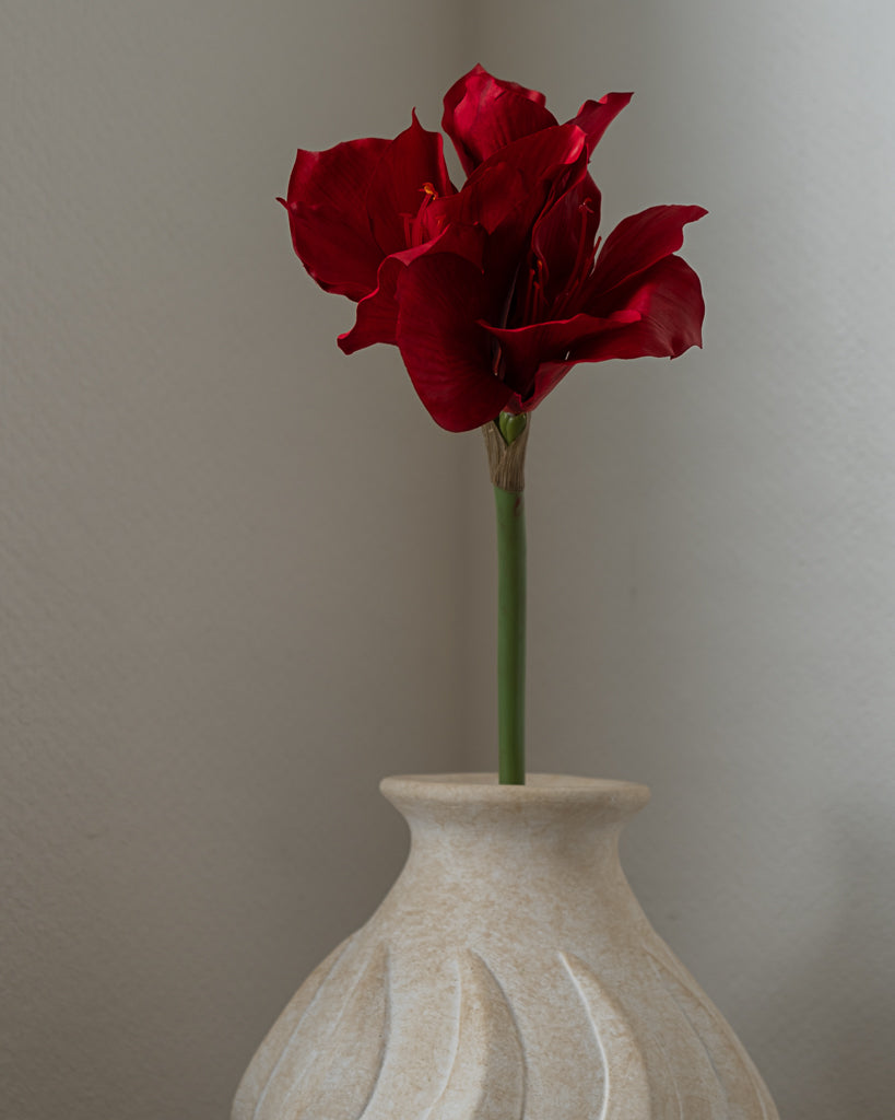 Amaryllis Flower