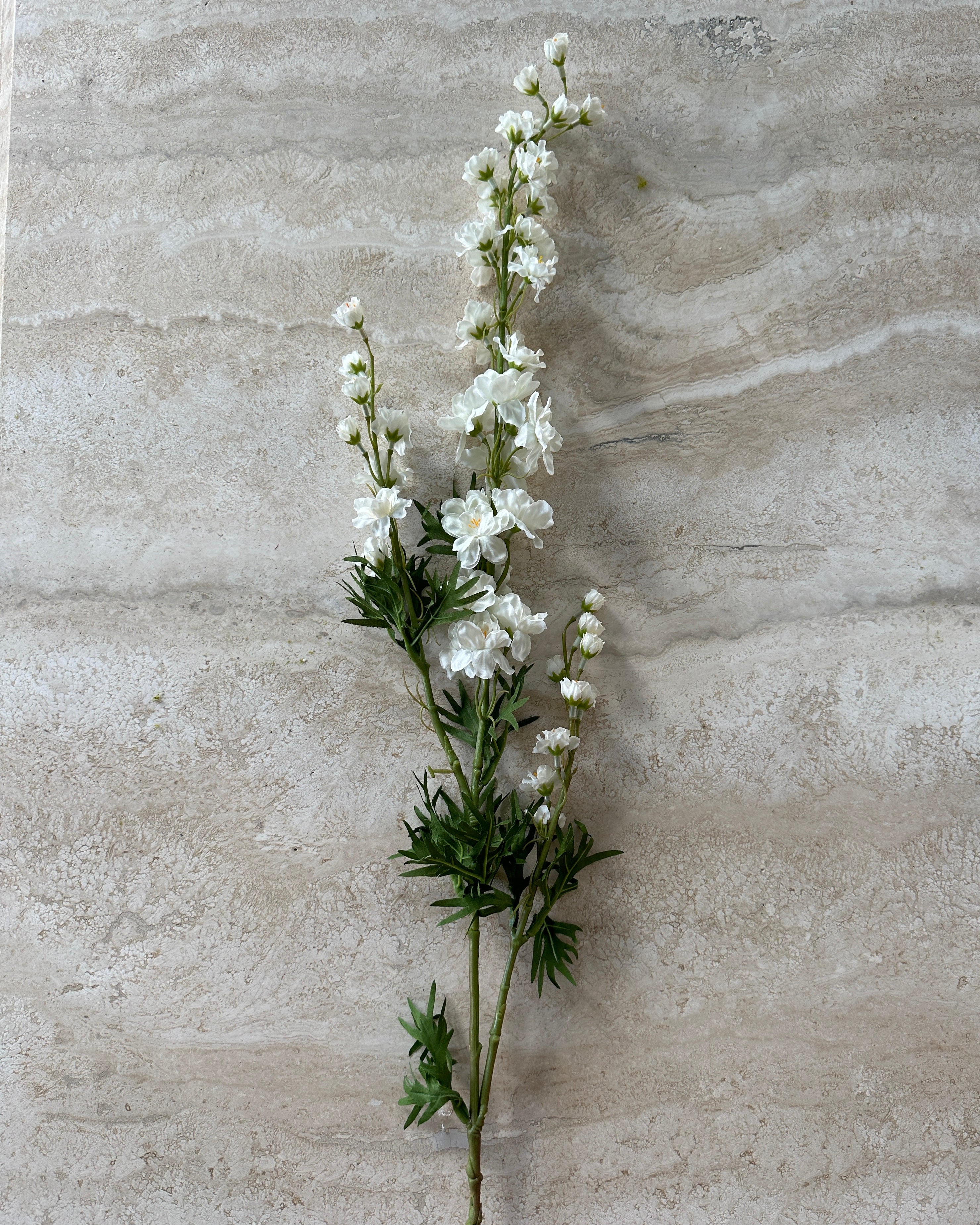 Delphinium flower, long